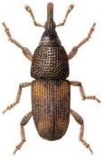 rice-weevil